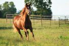 Cades Cove Riding Stables Smoky Mountains Tn