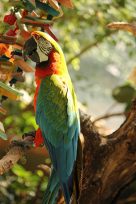 Rainforest Adventures Discovery Zoo