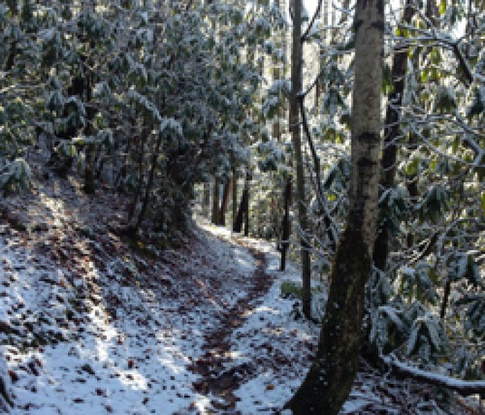 Best Winter Hikes In The Great Smoky Mountains