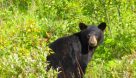 Best Places To See Black Bears In The Smoky Mountains