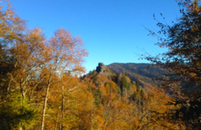 Looking Back | 1 Year After The Gatlinburg Wildfires