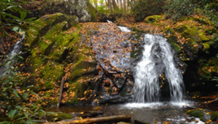 Best Short Hikes In The Great Smoky Mountains