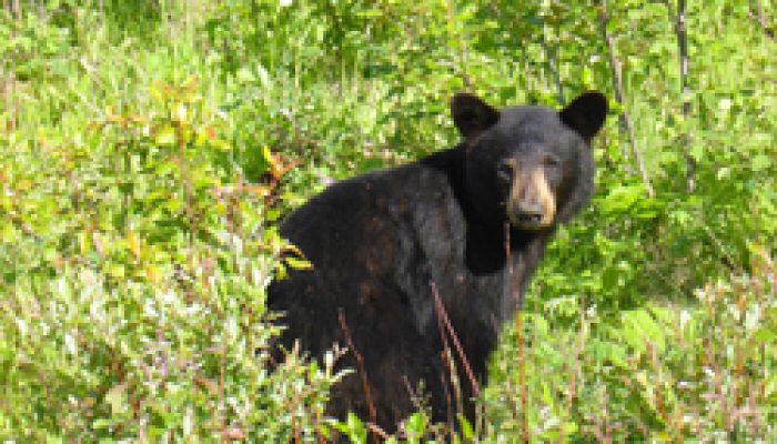 5 Best Places To See Bears In The Smoky Mountains | Cabins Usa