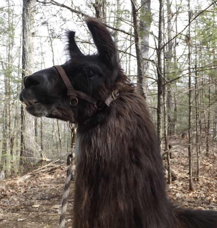 A Day At Smoky Mountain Llama Treks