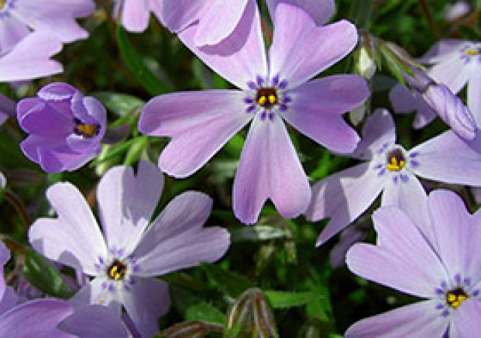 Common Appalachian Spring Wildflowers