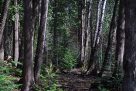 Smoky Mountain Trees And Smoky Mountain Ecosystems