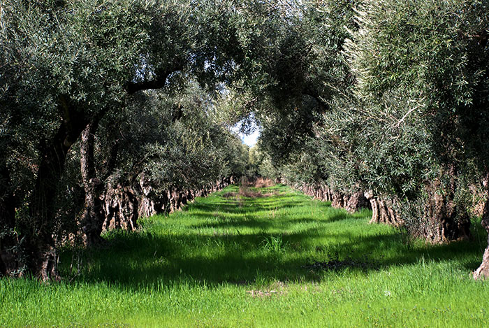 Apple Barn Winery