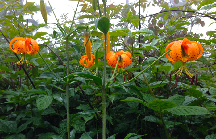 Turks Cap Lillies in the Great Smoky Mountains