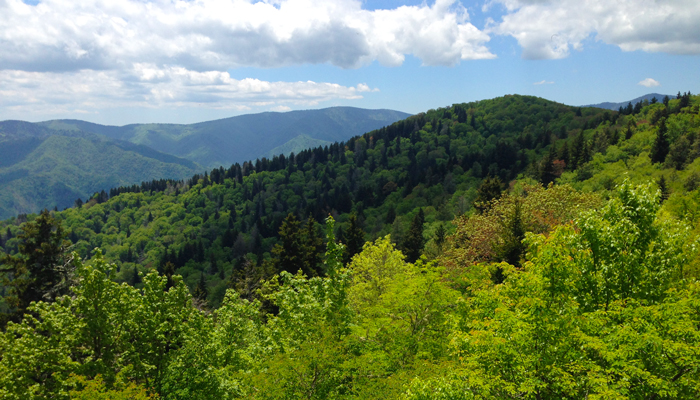 View From Mt. Cammerer