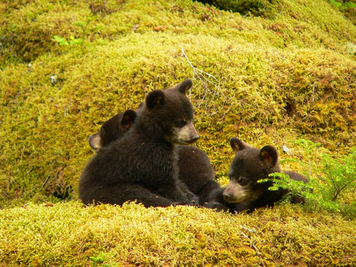 Black Bear Cubs Appalachian Bear Rescue