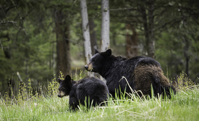 Black Bears Smoky Mountains