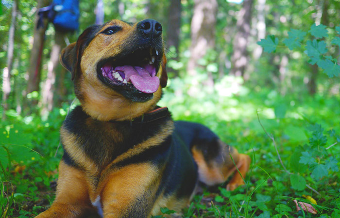 Dog on Walking Trail in the Smoky Mountains