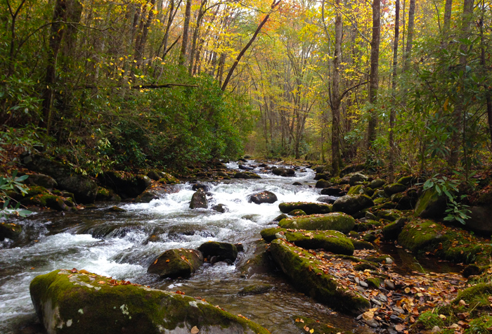 Fall Hiking Trail in the Smoky Mountains