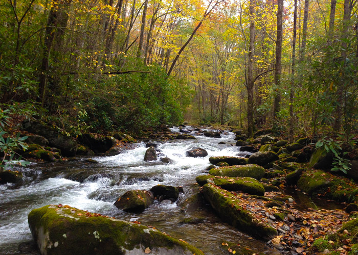 Middle Prong Trail in the Fall