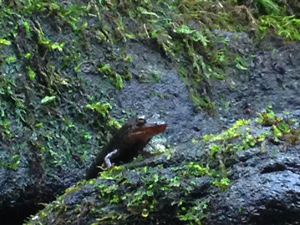 Salamander in the Great Smoky Mountains