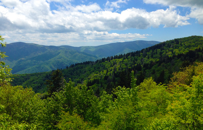 View of Forests From Mt. Cammerer in the Great Smoky Mountains