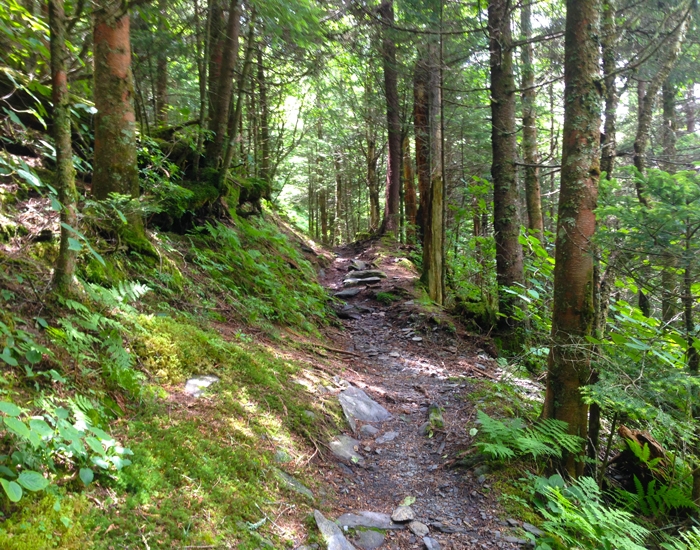 Summertime Hiking Smoky Mountains