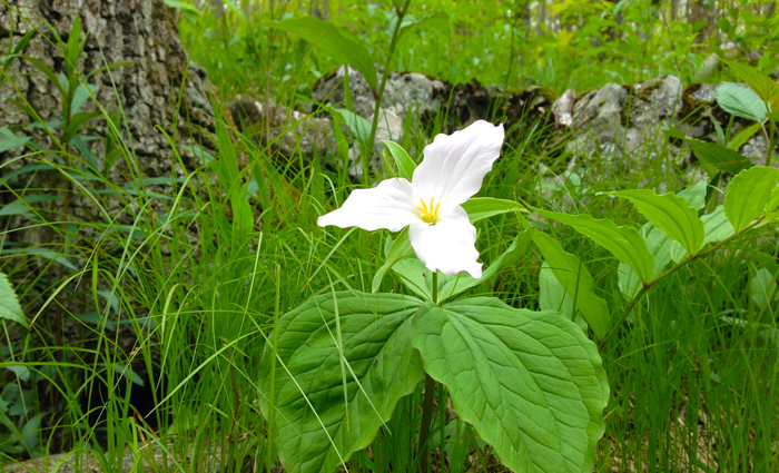 Trillium in the Great Smoky Mountains