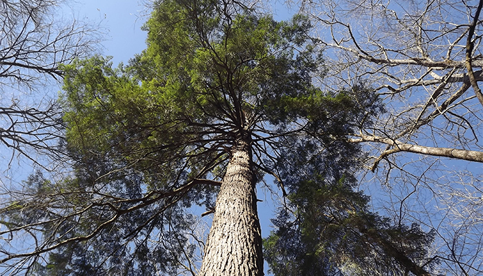 Old Growth Hemlock Smoky Mountains