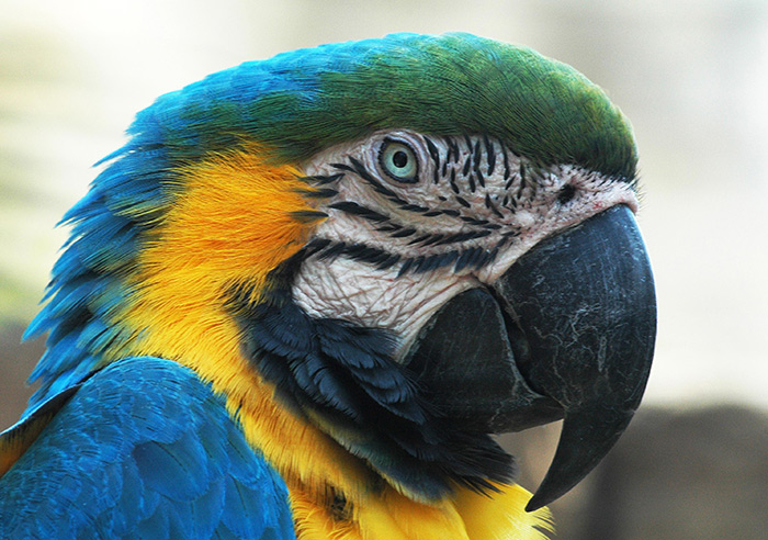 Exotic Birds at Parrot Mountain, Pigeon Forge