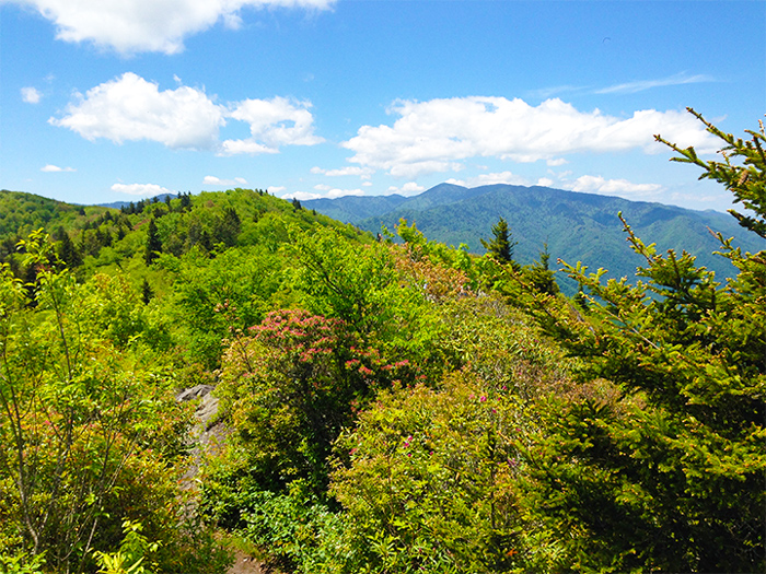 View From Mt Cammerer