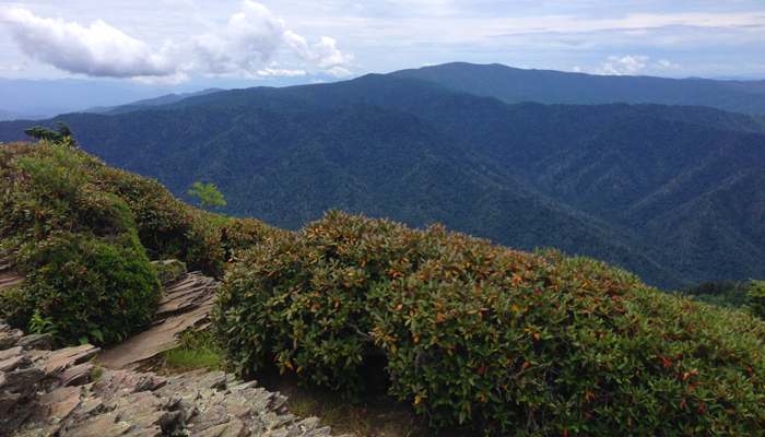 View From Mt. LeConte