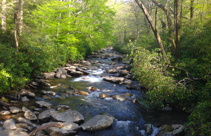 Alum Cave Creek in the Smokies