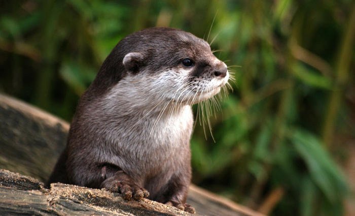 River Otters Reintroduced To Abrams Creek