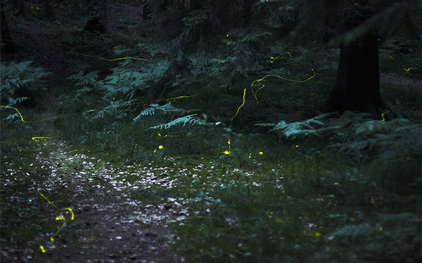 Fireflies at Night