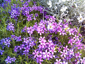 Wildflower Pictures