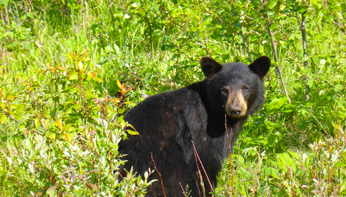 Black Bear in the Wild