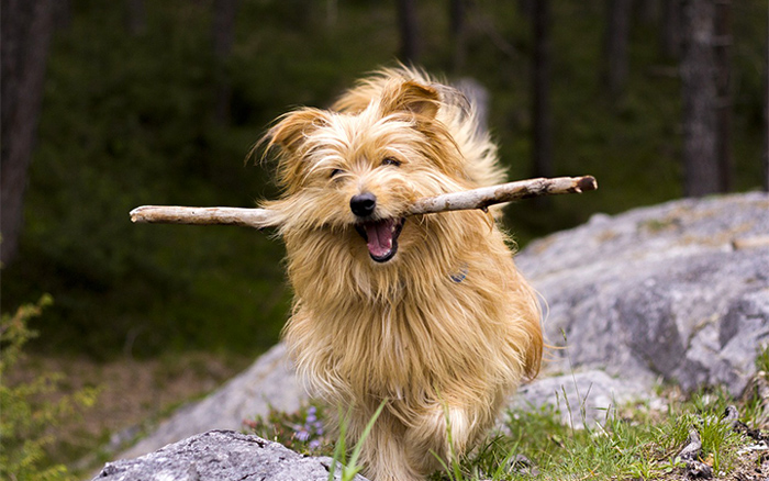 Bringing Your Dog to the Smoky Mountains