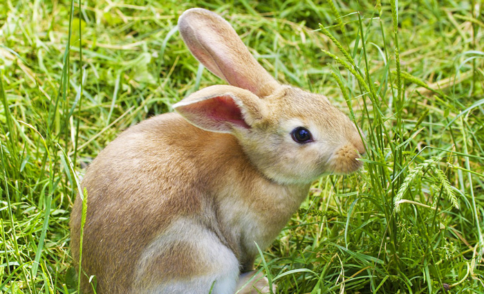 Bunny in a Field