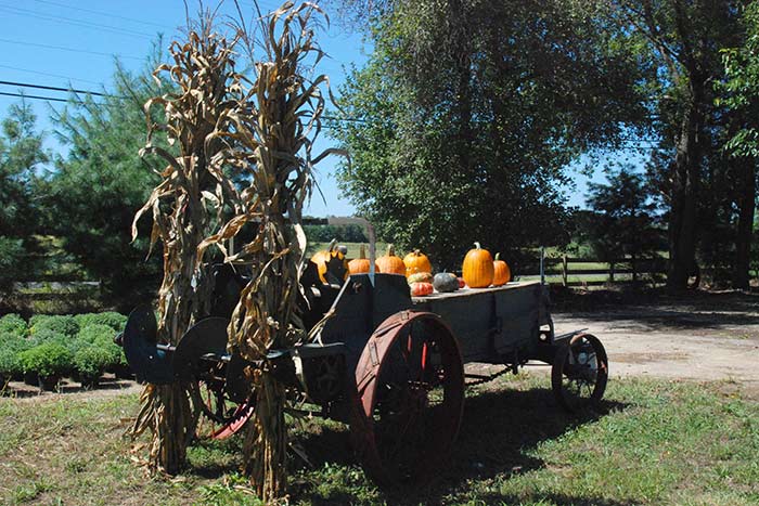 Smoky Mountain Fall Activites