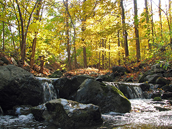 Enjoy fall in the Smokies