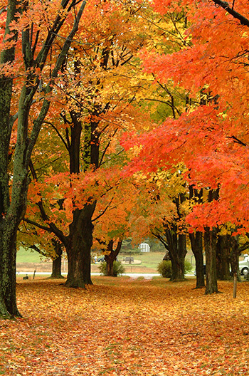 Enjoy Smoky Mountain Fall Colors