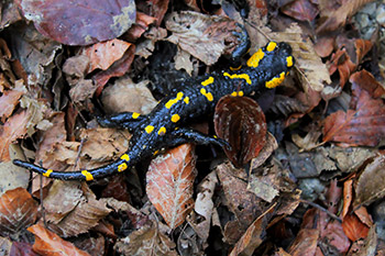 Great Smoky Mountain Salamanders