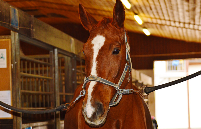 Horse at Dolly Parton's Stampede