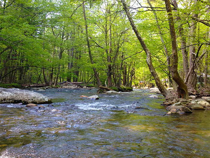 Fireflies at Elkmont in the Great Smoky Mountains