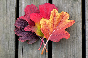 Peak Smoky Mountain fall colors