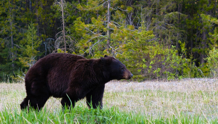 Large Black Bear in A Field