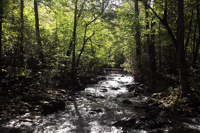 Wilderness in the Smokies