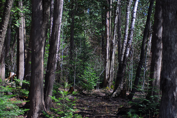 Smoky Mountain Trees