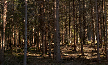 Trees of the Smoky Mountains