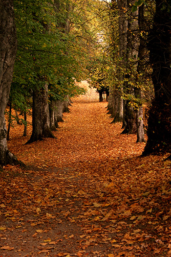 Bright Fall Colors in the Smoky Mountains