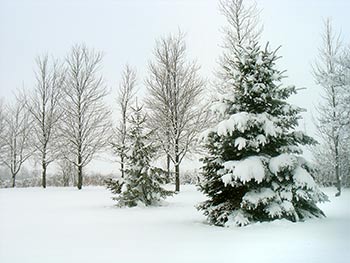 Winter in the Smoky Mountains