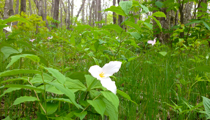 Blooming Trillium Smoky Mountains