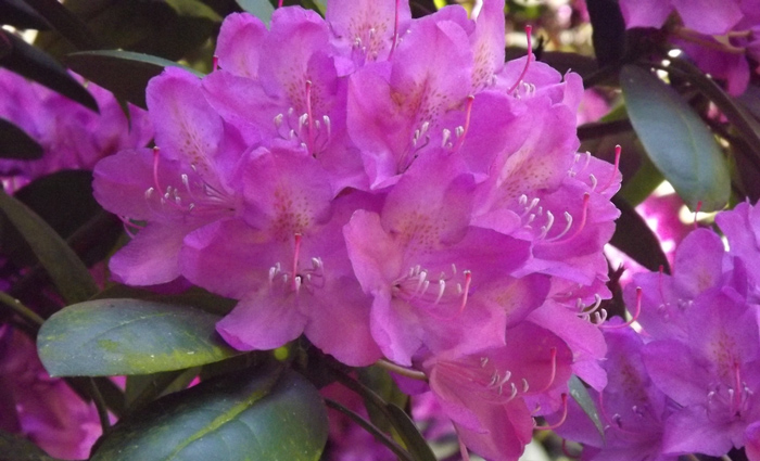 Purple Rhodedendron