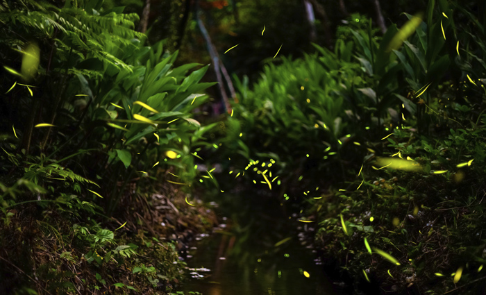 Synchronous Firefly Event in the Great Smoky Mountains National Park