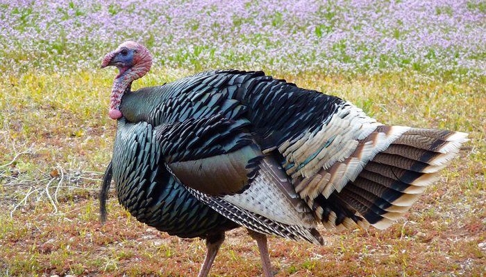 Wild Turkey